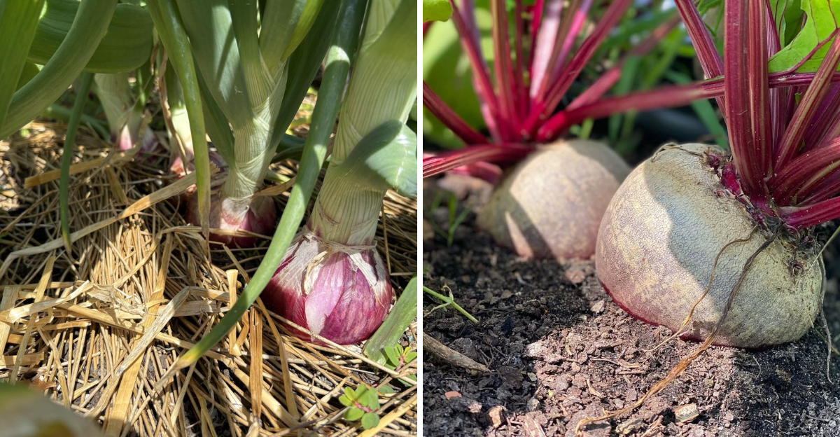 onions and radishes in the ground