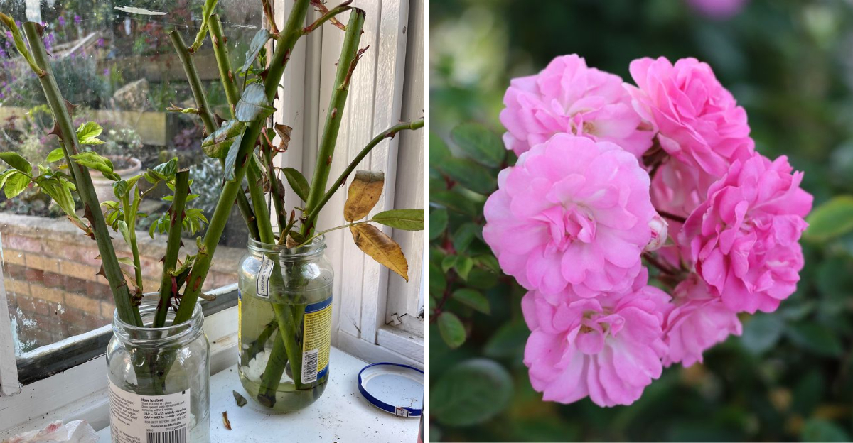 rose propagation in water and rose in bloom