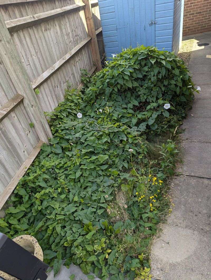 The Real Damage Bindweed Does To Your Garden