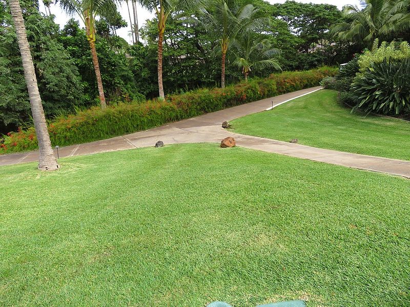 Which Grass Types Change Color The Most