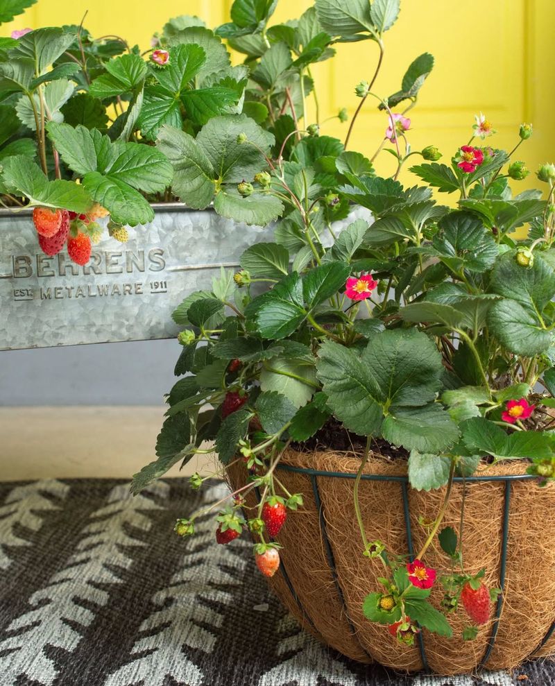 How Container Growing Improves Control Over Strawberry Growing Conditions