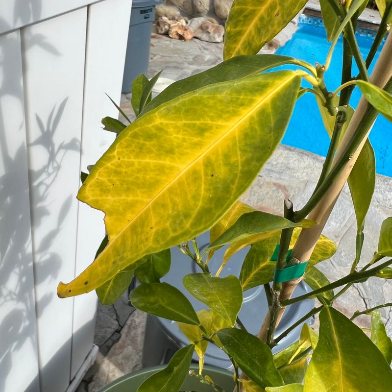 Signs Your Plants Are Suffering From Mulch-Aggravated Root Rot