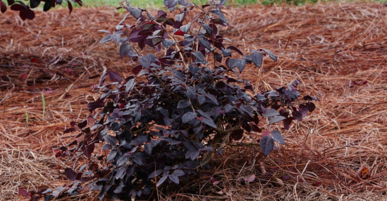 pine straw around loropetalum plant