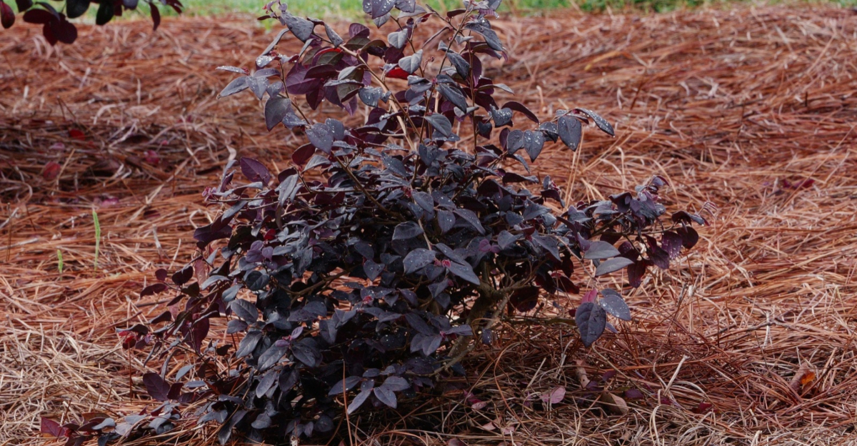 pine straw around loropetalum plant