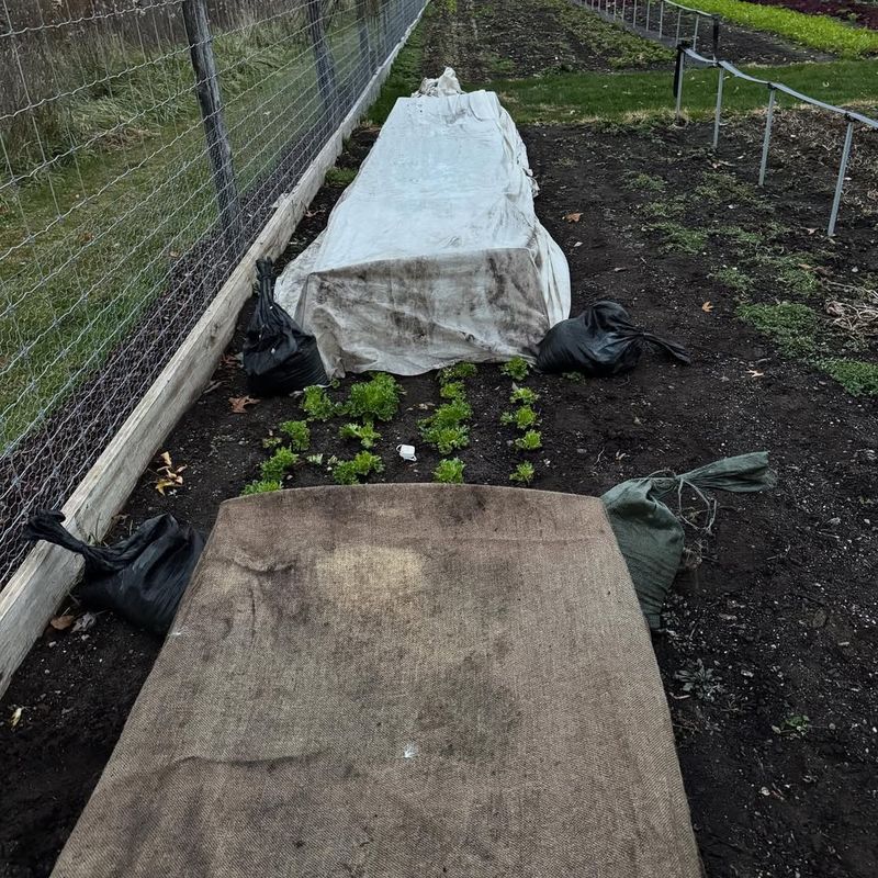 Protection From Late Spring Frosts