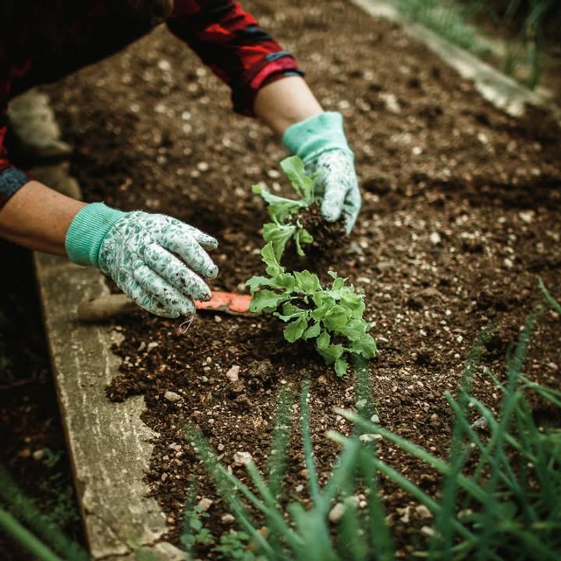 How January Clean-Up Reduces Spring Weeds
