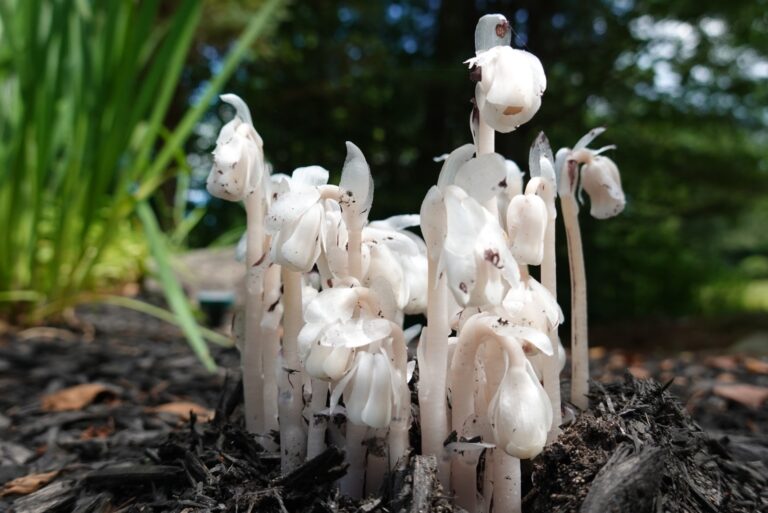 ghost pipe plant