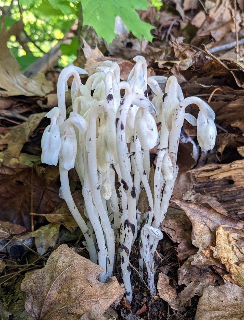 Increased Rainfall Created Perfect Moisture Conditions