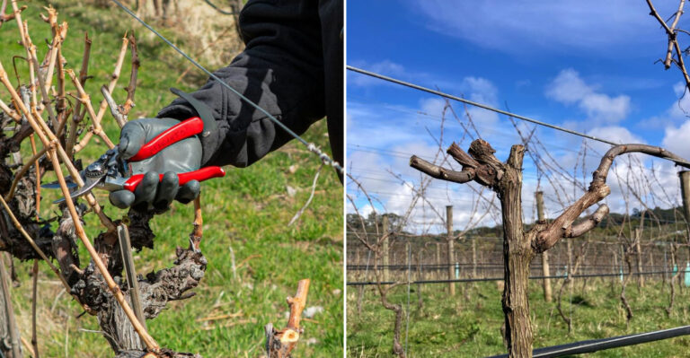grape vine pruning