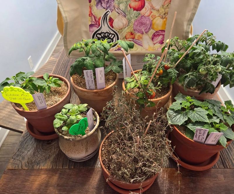 What You Can Successfully Plant During Each Season