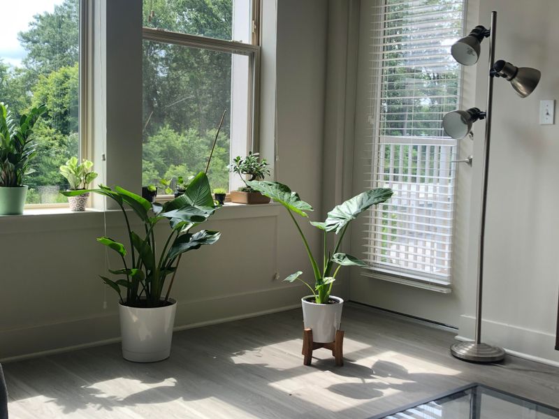 Moving Plants Back Into The Light They Missed In December