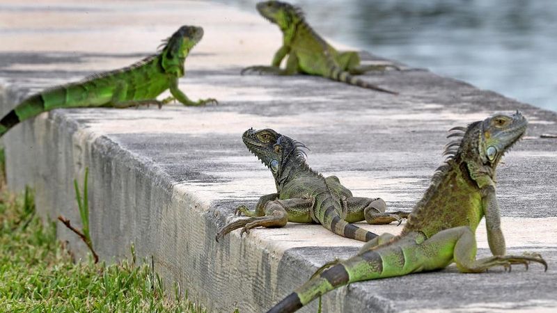 What's Causing The Current Iguana Population Surge