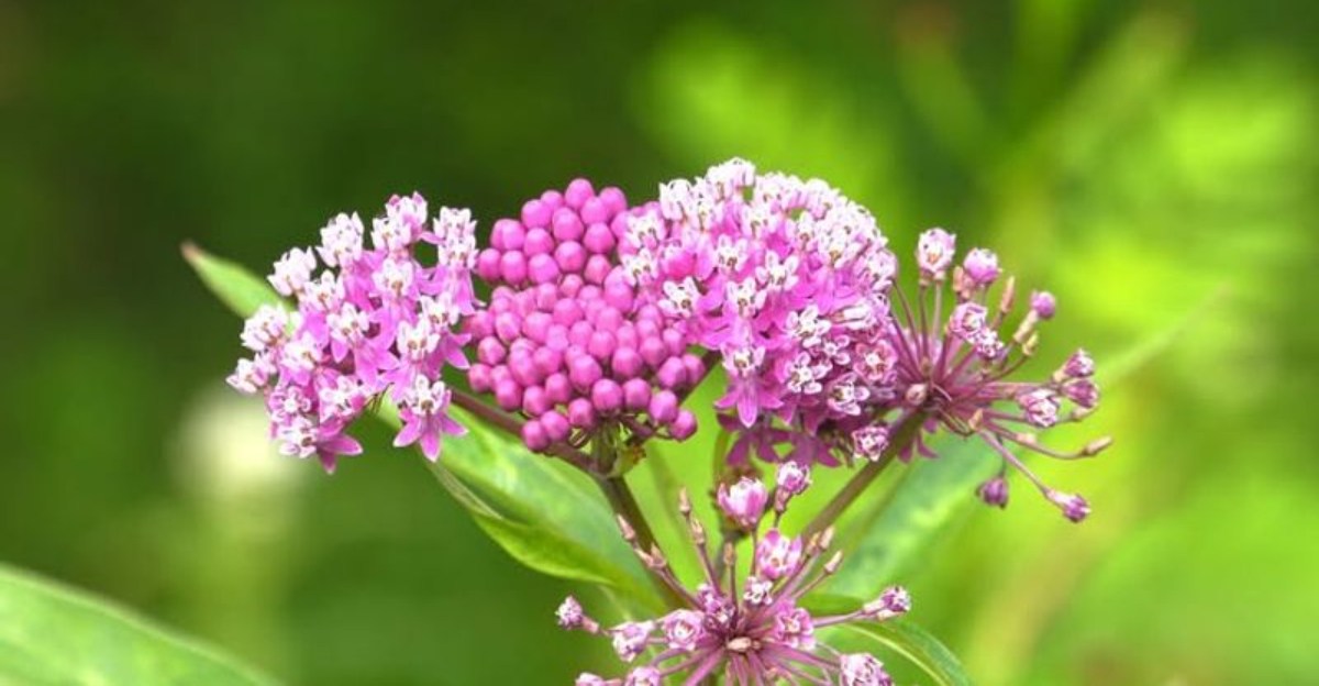 Why Illinois Gardens Should Grow At Least 5 Milkweed Plants