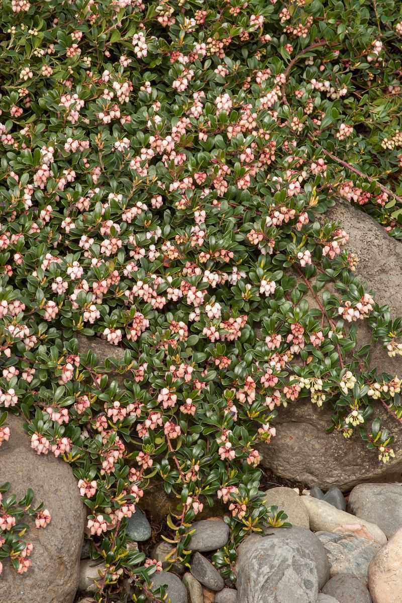 How Kinnikinnick Reduces Water And Maintenance Needs