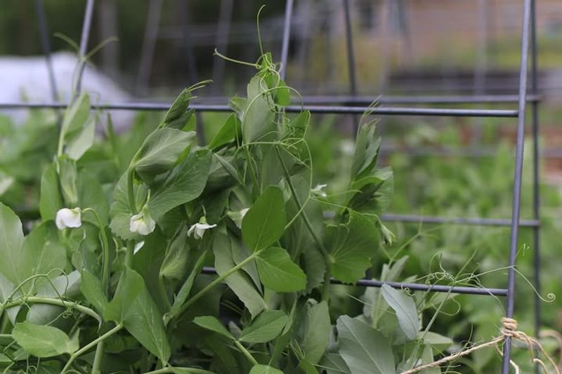 Cool January Temperatures Support Strong Early Growth