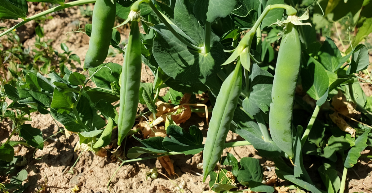 peas (featured image)