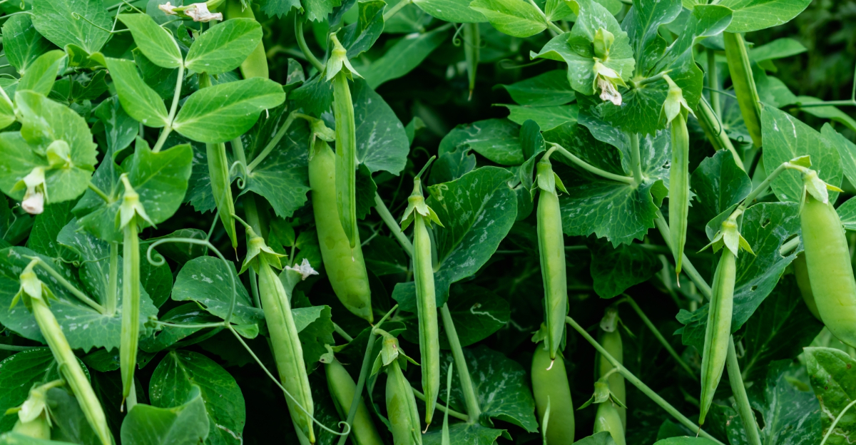 peas (featured image)
