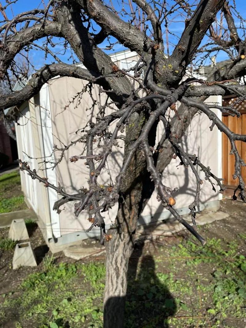 Which Trees And Shrubs Benefit Most From Dormant Pruning