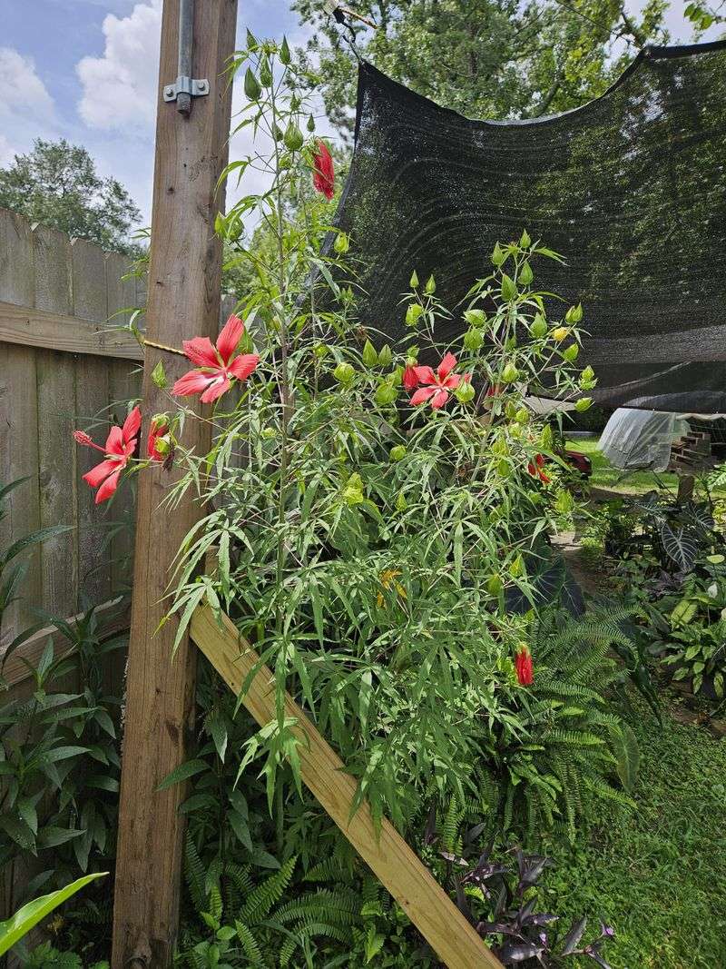 What Happens When Perennials Are Left Until Spring