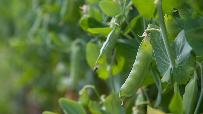 Peas Thrive In Cool Georgia Winter Temperatures