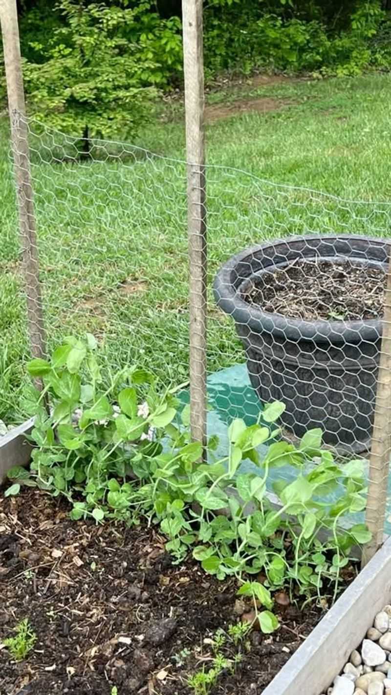 Peas Grow Best In Cool Weather Conditions