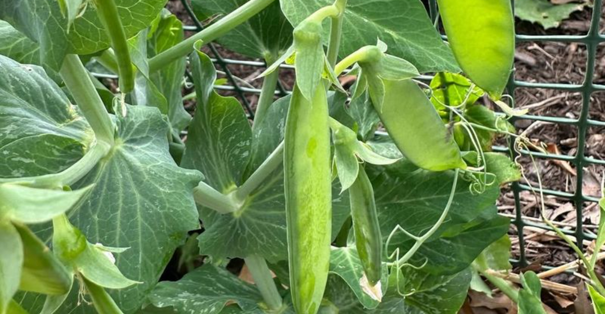 peas planting