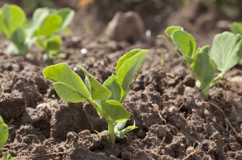 California's Mild Winter Temperatures Are Ideal For Pea Germination