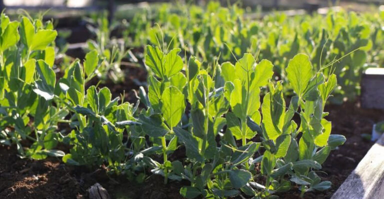 planting peas