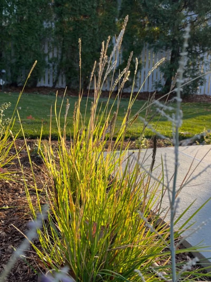 What Old Grass Blades Do When They're Left Too Long