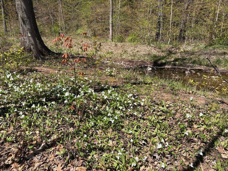 Native Plants Thrive Without Extra Care