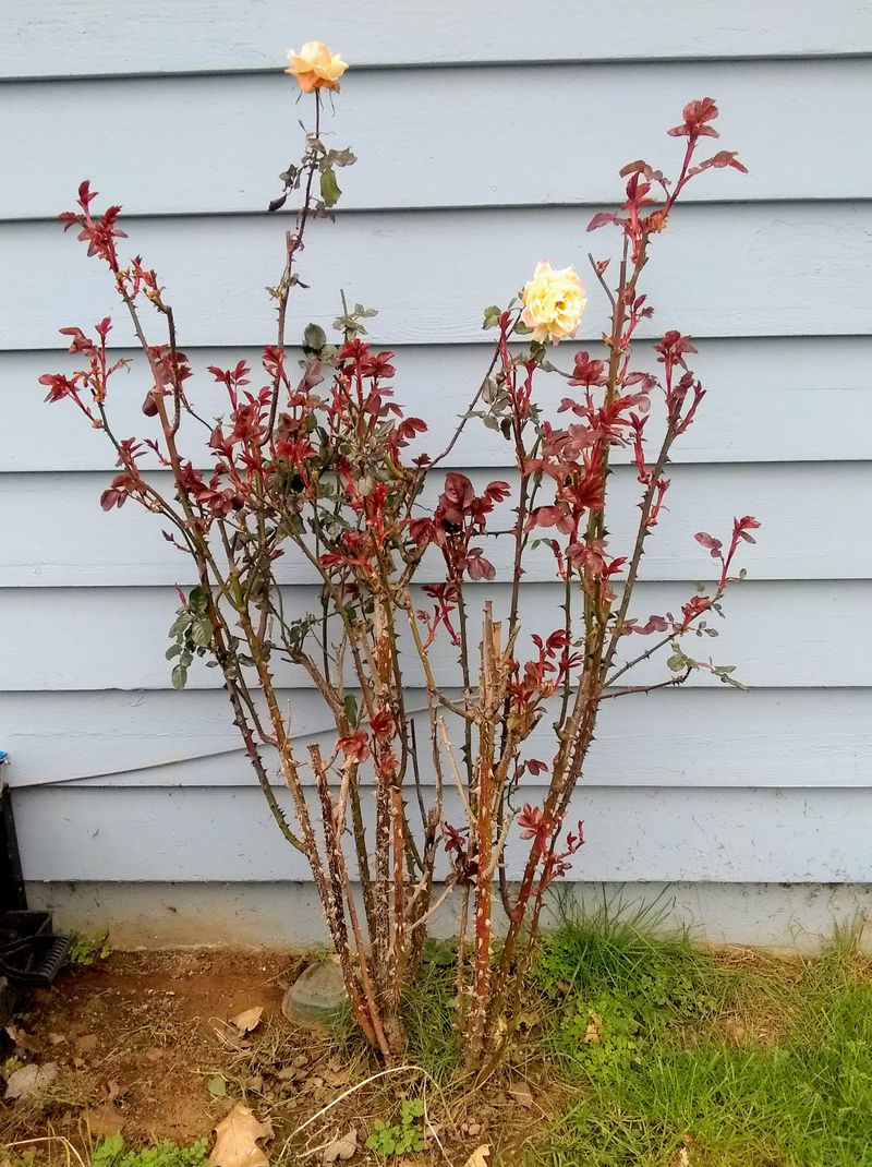 How To Tell When Roses Are Ready To Be Pruned