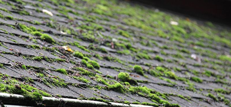 The Problems Moss And Algae Can Cause