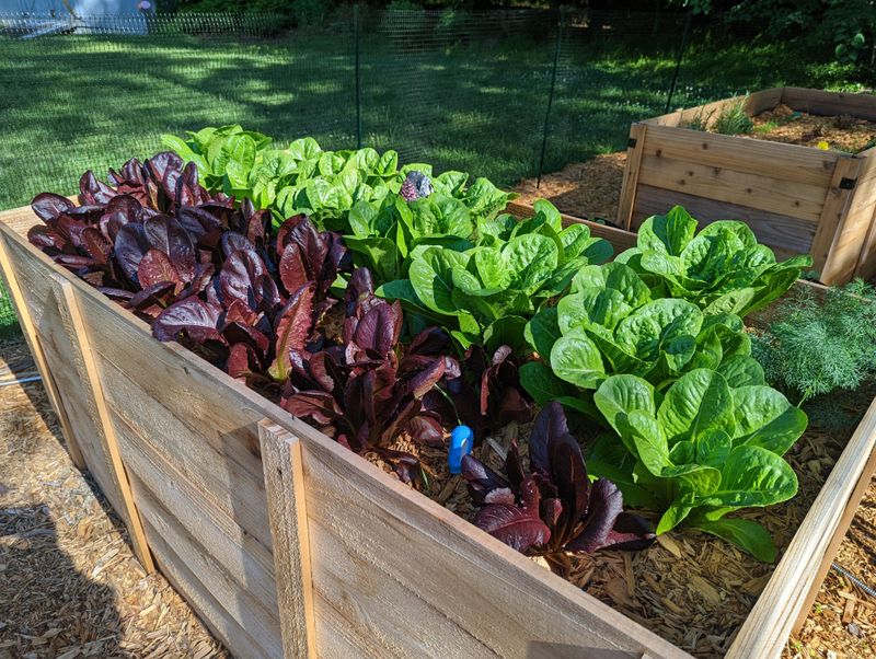 How Slow-Release Nutrition Supports Steady Leaf Growth