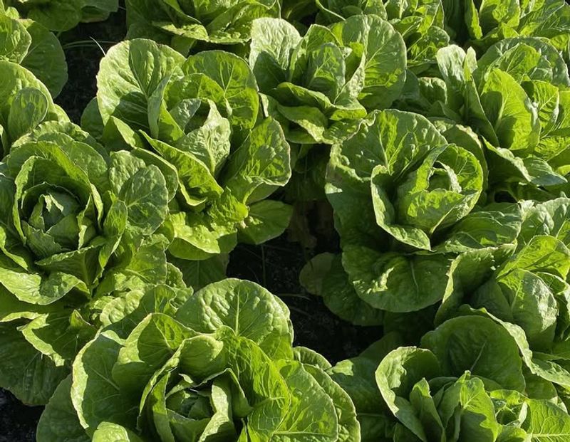 What Calcium Does Inside Plant Leaves