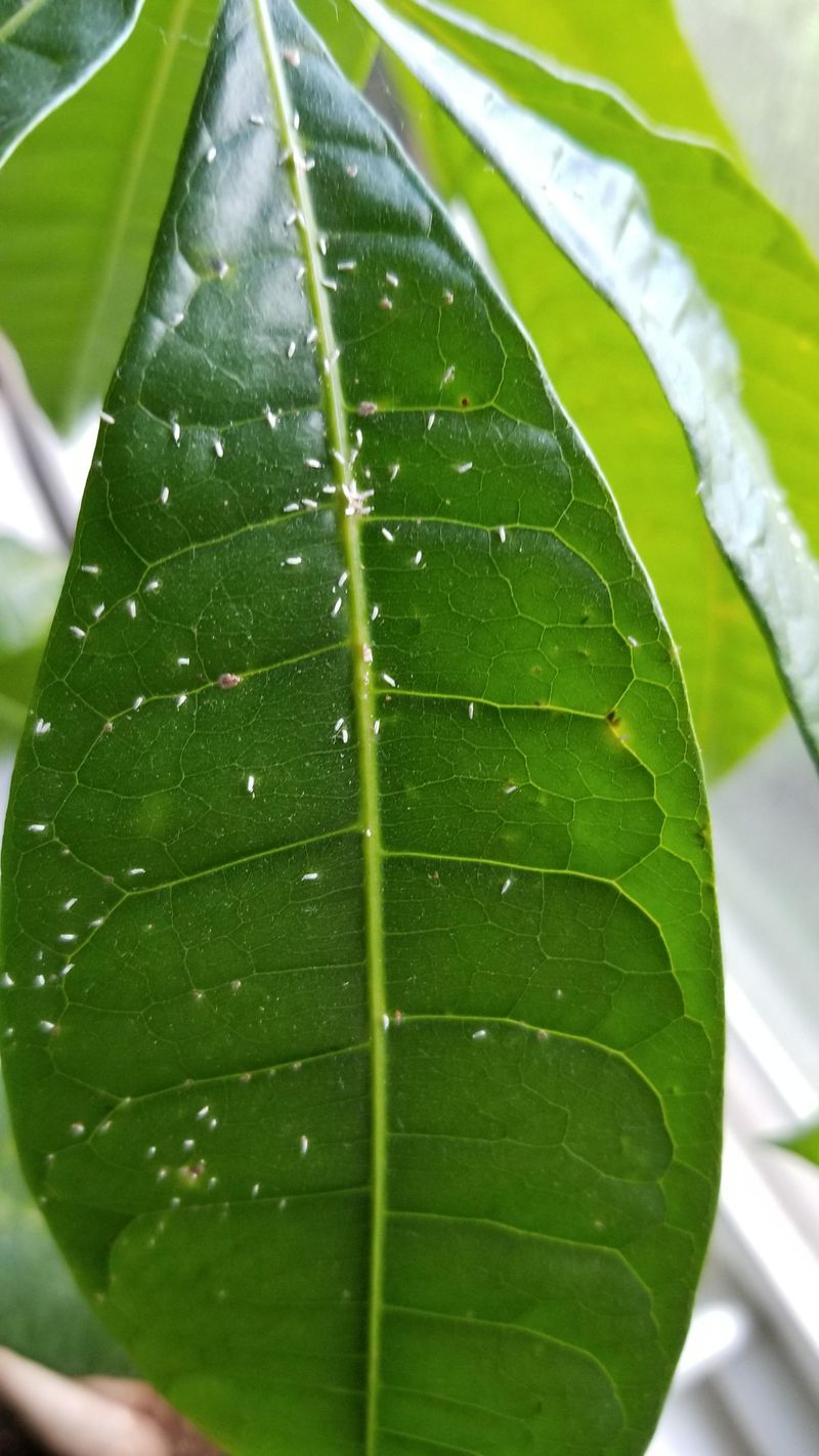 When Sticky Residue Is Most Common In Nevada