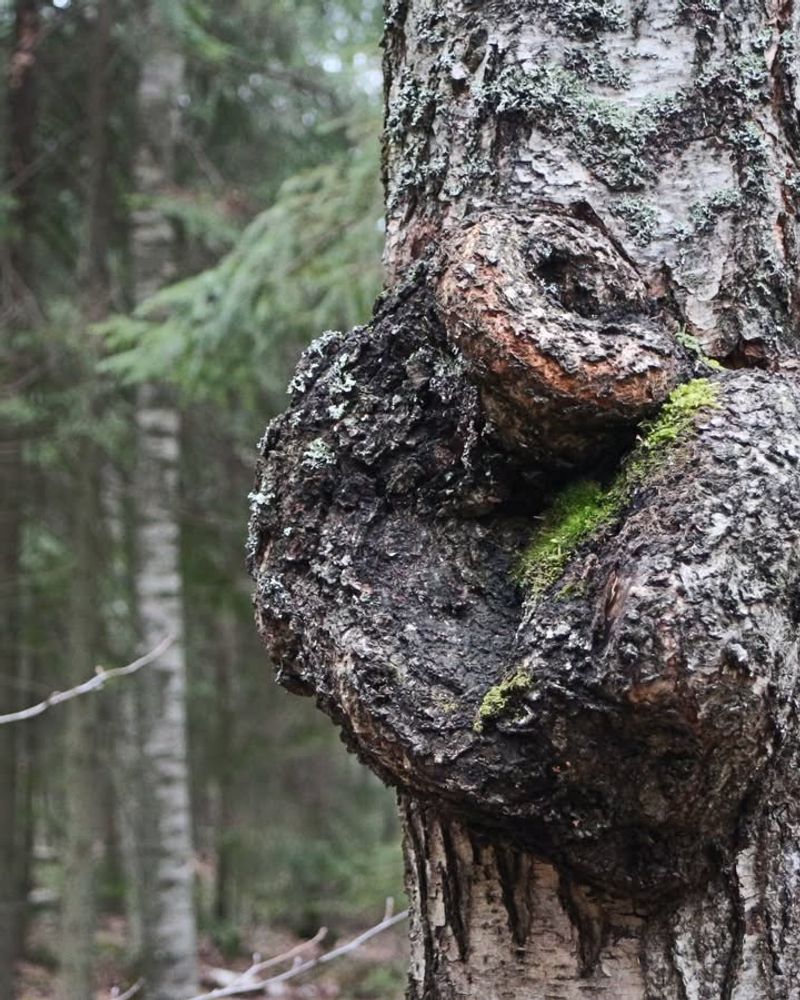 Natural Tree Responses That Create Unexpected Growth