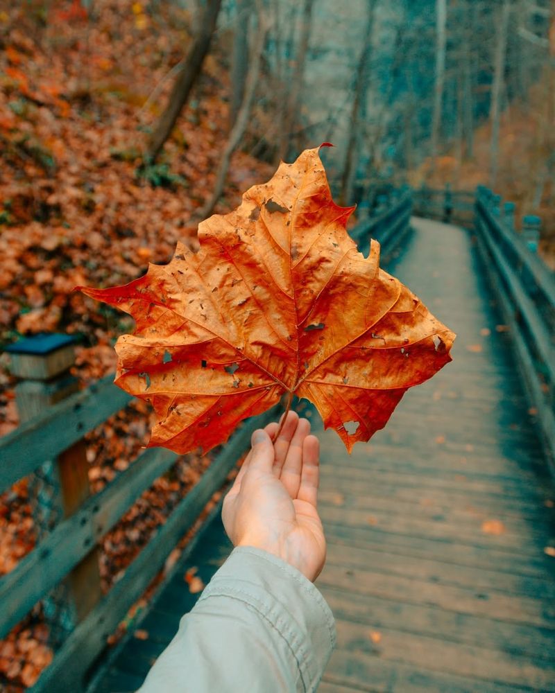 When Fallen Leaves Become Your Responsibility