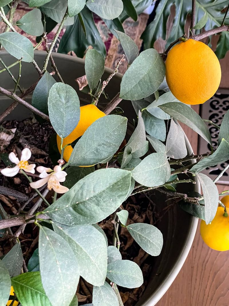 What Makes This Citrus Tree Different From Others