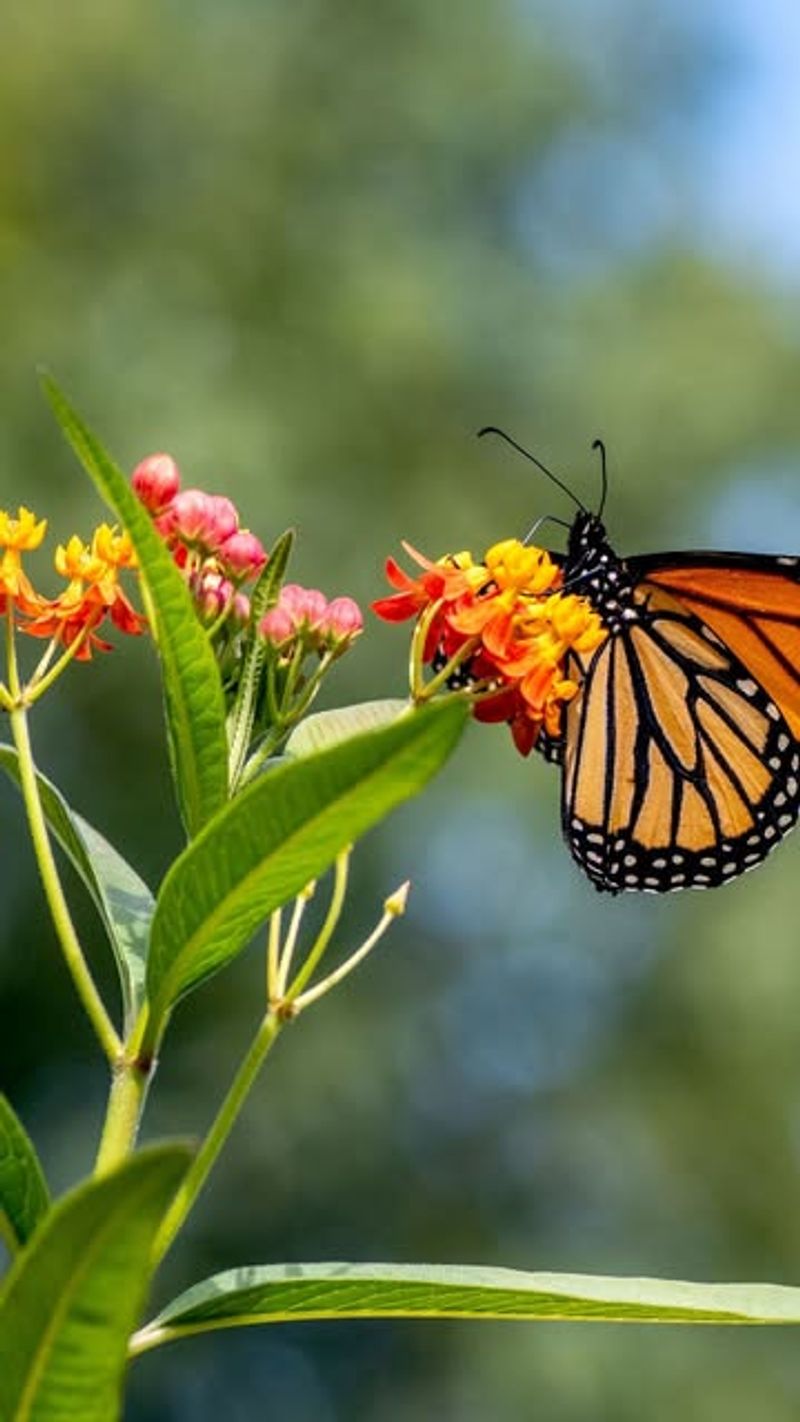 Milkweed Is Essential For Monarch Butterfly Survival