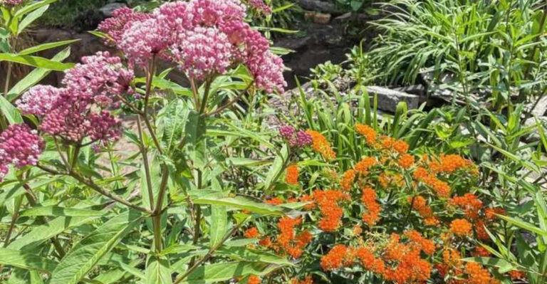 milkweed plants