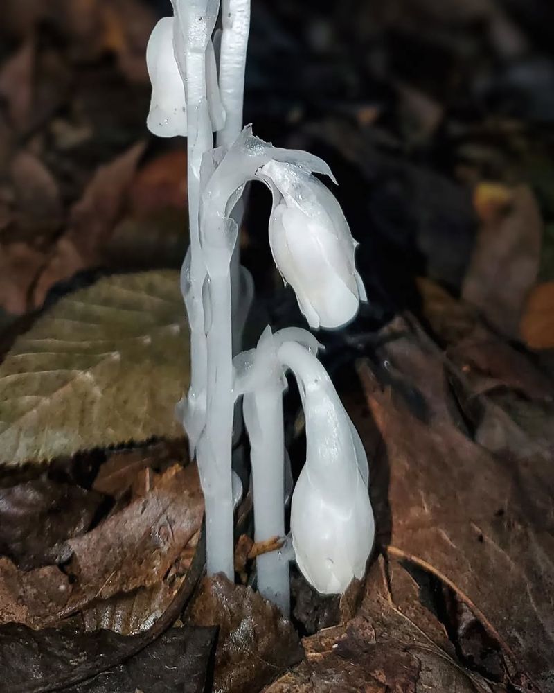 How Weather Patterns This Year May Be Triggering More Sightings