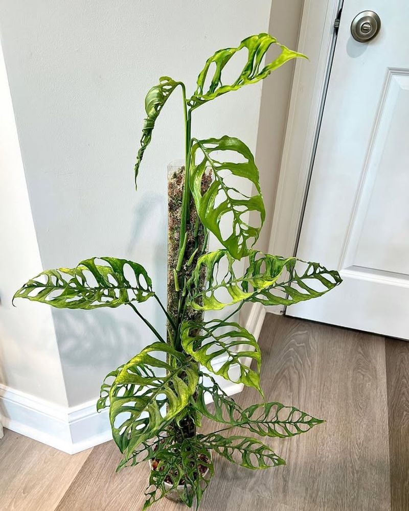 Light Requirements For Healthy Leaf Development