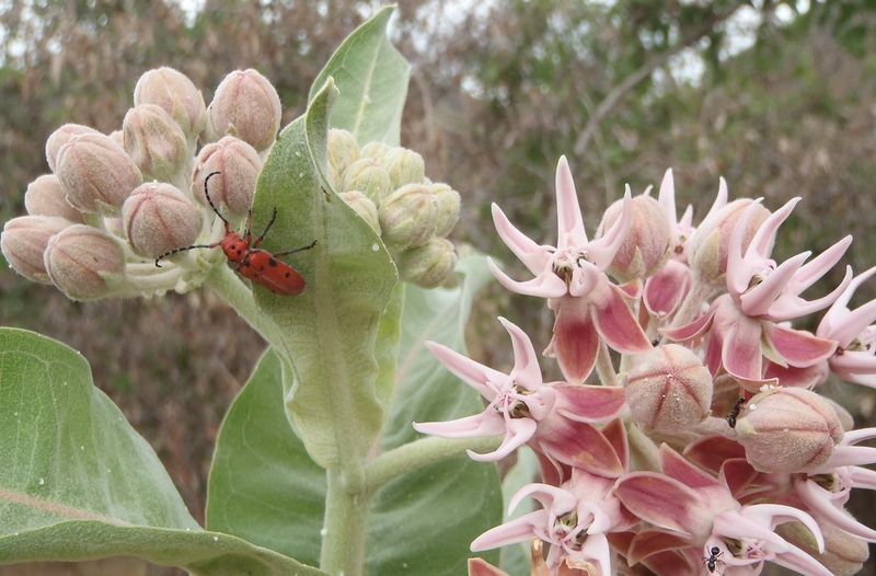Native Plants Thrive In Oregon's Climate