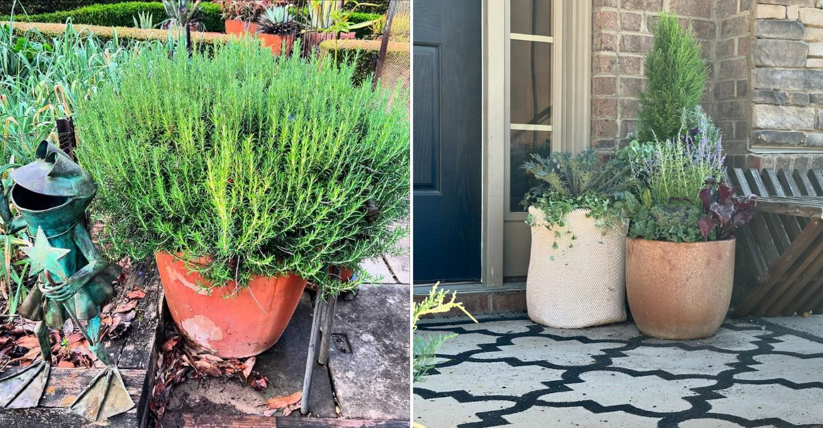 rosemary by the door