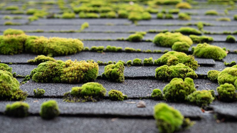 Why Oregon Winters Create The Perfect Conditions For Moss And Algae