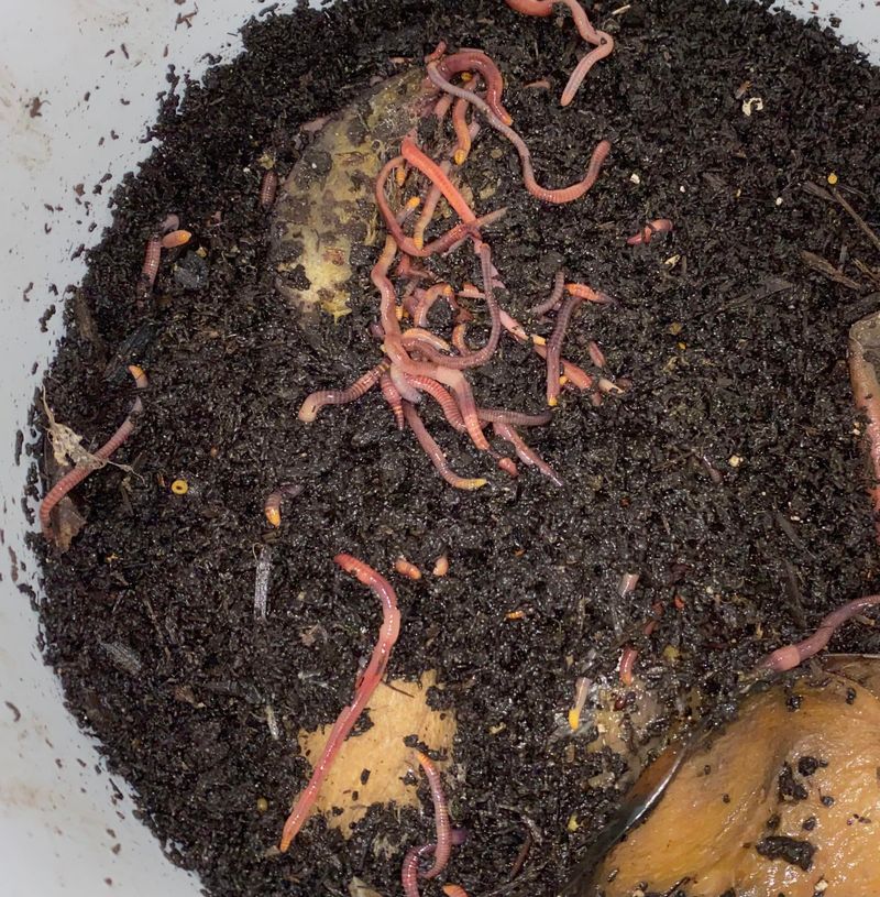 The Role Of Soil Life And Organic Matter