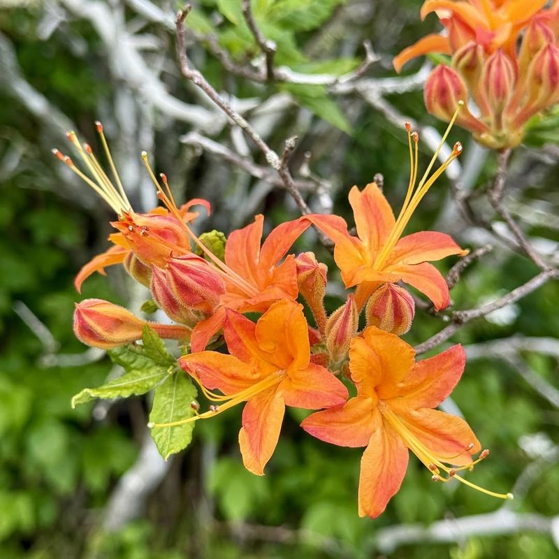 The Difference Between Old Wood And New Growth