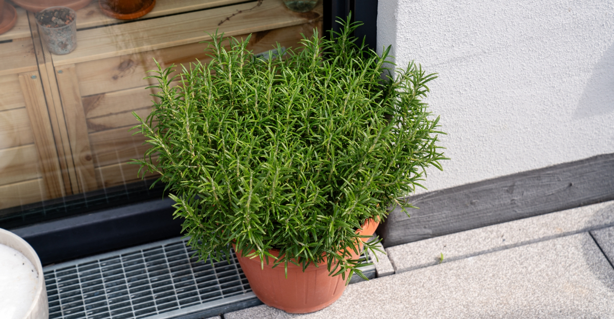 Rosemary (featured image)