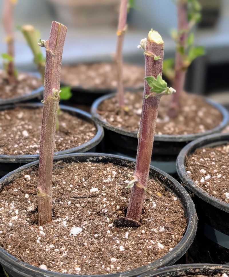 Cool Temperatures Create A Safer Window For Cuttings