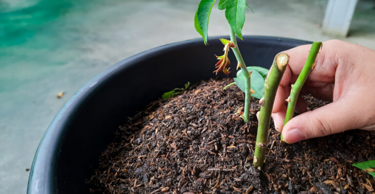 rose propagation (featured image)